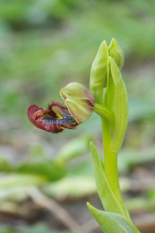 Ophrys speculum snob